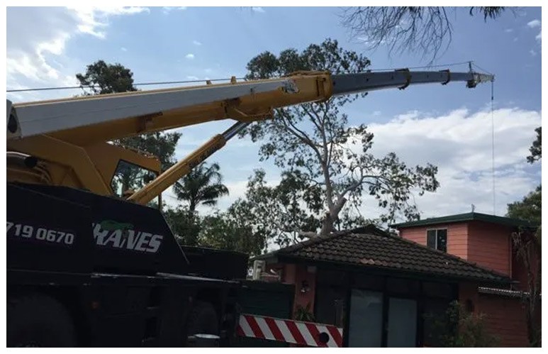Large Tree Removal Cranes