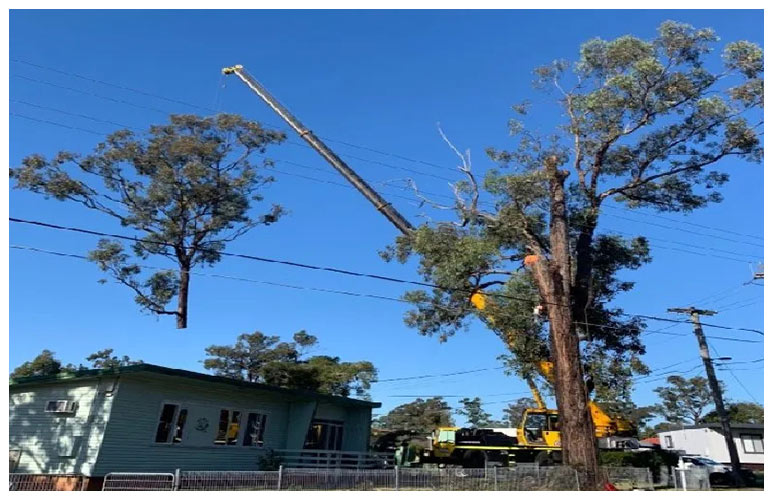 Tree Removal Sunshine Coast